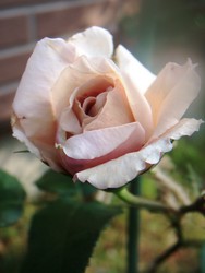 f:id:bluemoonbell:20080614064241j:image