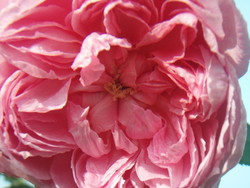 f:id:bluemoonbell:20080614064407j:image