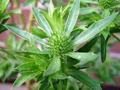 f:id:bluemoonbell:20080615062012j:image