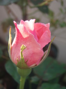 f:id:bluemoonbell:20080616063043j:image:left