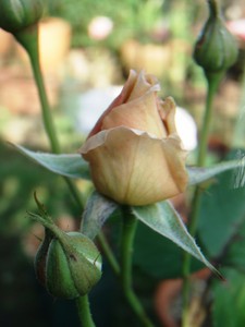 f:id:bluemoonbell:20080616063158j:image:left
