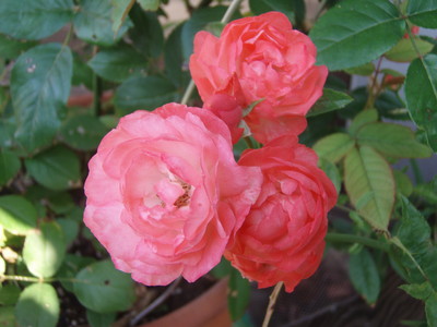 f:id:bluemoonbell:20080616063237j:image