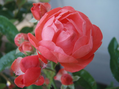 f:id:bluemoonbell:20080616063251j:image