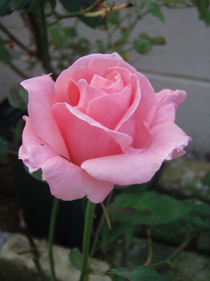 f:id:bluemoonbell:20080617052306j:image
