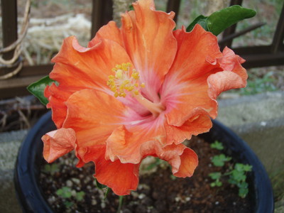 f:id:bluemoonbell:20080617052318j:image