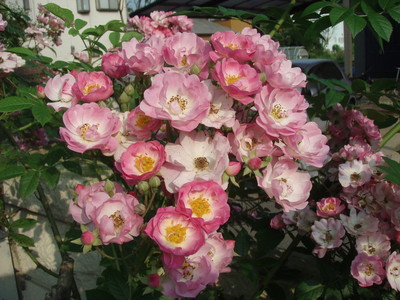 f:id:bluemoonbell:20080617063445j:image
