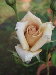 f:id:bluemoonbell:20080617064858j:image