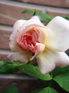 f:id:bluemoonbell:20080617071205j:image:left
