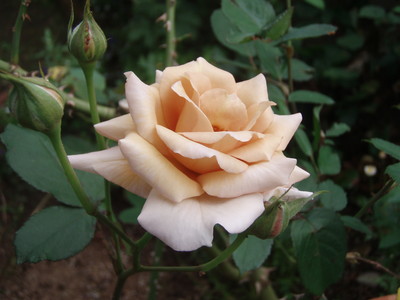 f:id:bluemoonbell:20080618061414j:image