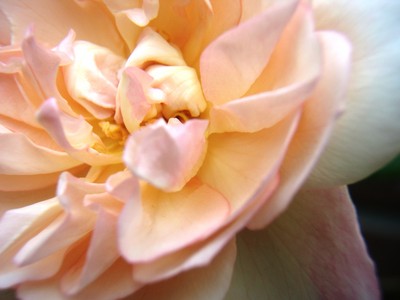 f:id:bluemoonbell:20080618061451j:image