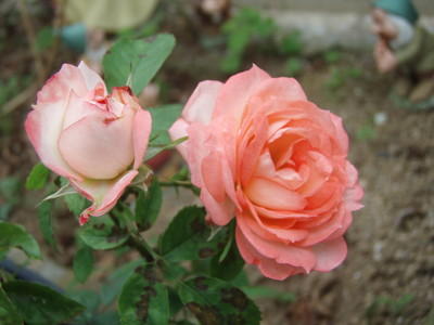 f:id:bluemoonbell:20080618061505j:image