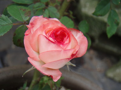 f:id:bluemoonbell:20080618061520j:image
