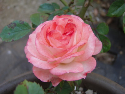 f:id:bluemoonbell:20080618171228j:image