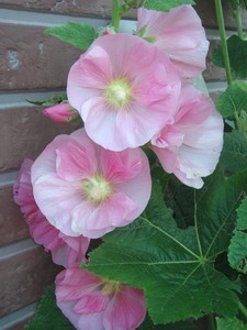 f:id:bluemoonbell:20080619061252j:image:left