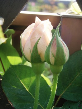 f:id:bluemoonbell:20080619061315j:image:left