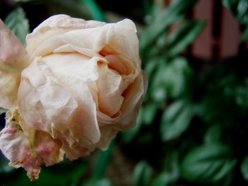 f:id:bluemoonbell:20080619061508j:image