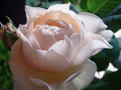 f:id:bluemoonbell:20080621151047j:image