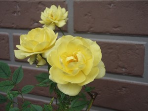 f:id:bluemoonbell:20080621151135j:image:left