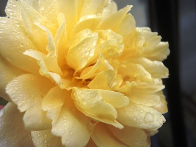 f:id:bluemoonbell:20080621151224j:image