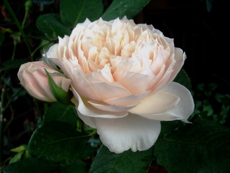 f:id:bluemoonbell:20080623065413j:image