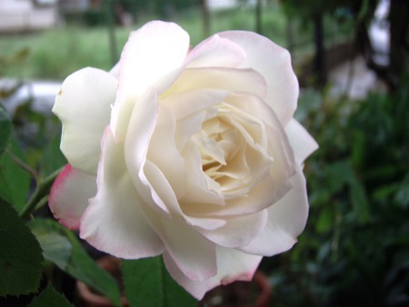 f:id:bluemoonbell:20080623071006j:image