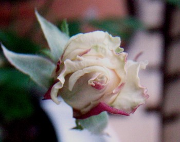 f:id:bluemoonbell:20080623114342j:image:left