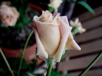 f:id:bluemoonbell:20080623114405j:image