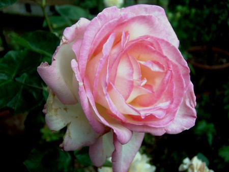 f:id:bluemoonbell:20080625071008j:image