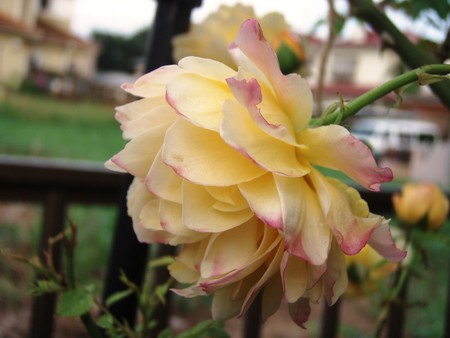 f:id:bluemoonbell:20080627051940j:image