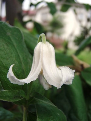 f:id:bluemoonbell:20080628082601j:image:left