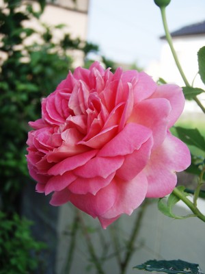 f:id:bluemoonbell:20080701161314j:image:left