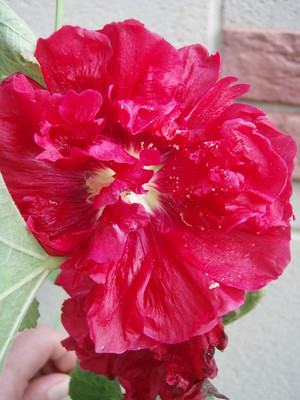 f:id:bluemoonbell:20080701161331j:image:left