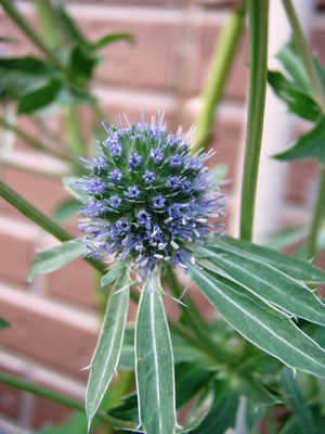 f:id:bluemoonbell:20080702055250j:image:left f:id:bluemoonbell:20080702055250j:image:left