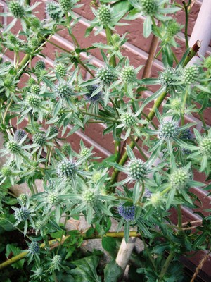 f:id:bluemoonbell:20080702055310j:image:left f:id:bluemoonbell:20080702055310j:image:left
