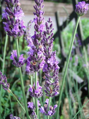 f:id:bluemoonbell:20080702055345j:image:left