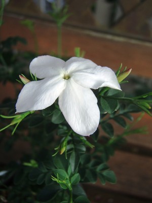 f:id:bluemoonbell:20080702055646j:image:left