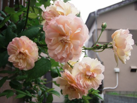 f:id:bluemoonbell:20080706055923j:image