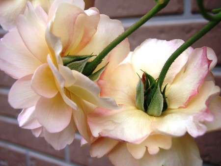 f:id:bluemoonbell:20080706060023j:image