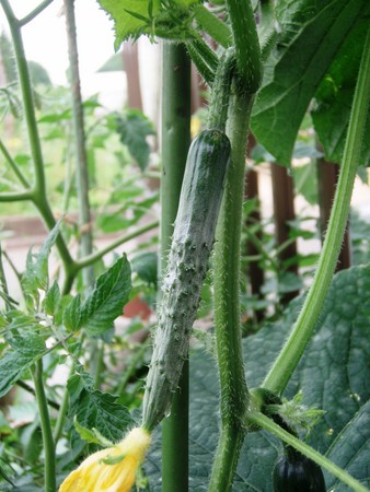f:id:bluemoonbell:20080709075004j:image:left
