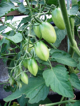 f:id:bluemoonbell:20080709083550j:image:left