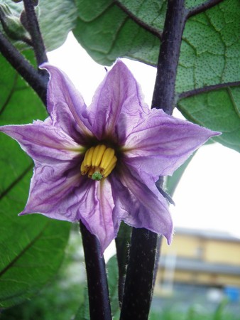 f:id:bluemoonbell:20080709083627j:image:left