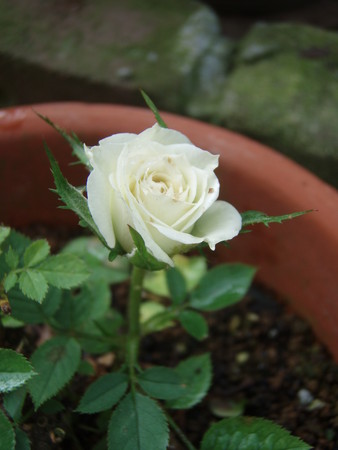 f:id:bluemoonbell:20080710081057j:image:left