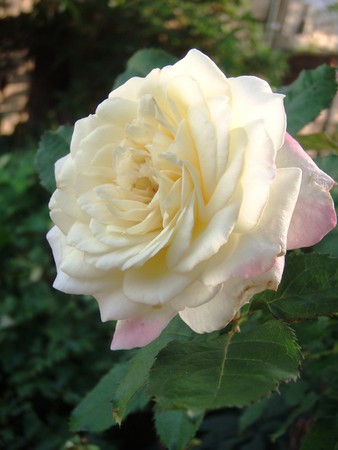 f:id:bluemoonbell:20080712055935j:image:left