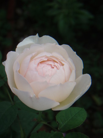 f:id:bluemoonbell:20080712060043j:image