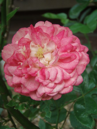 f:id:bluemoonbell:20080714065834j:image