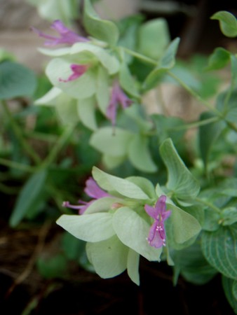 f:id:bluemoonbell:20080720065636j:image:left