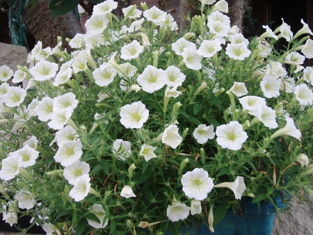 f:id:bluemoonbell:20080720070006j:image