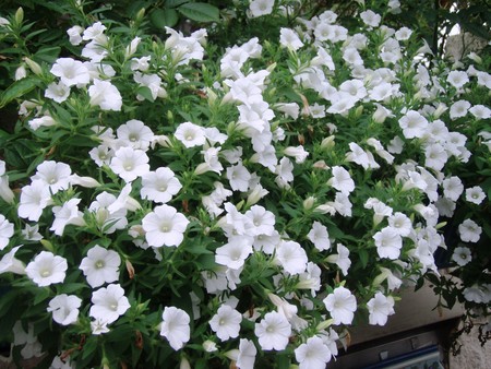 f:id:bluemoonbell:20080720070016j:image