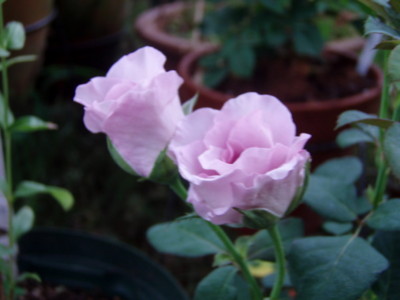 f:id:bluemoonbell:20080805054143j:image