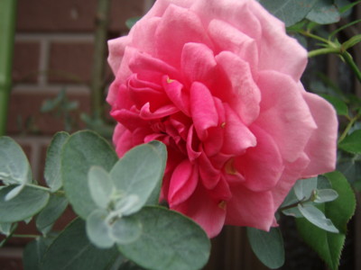 f:id:bluemoonbell:20081010153233j:image